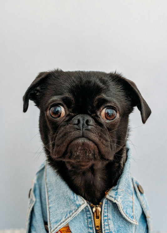 Unhappy pug in business casual denim shirt